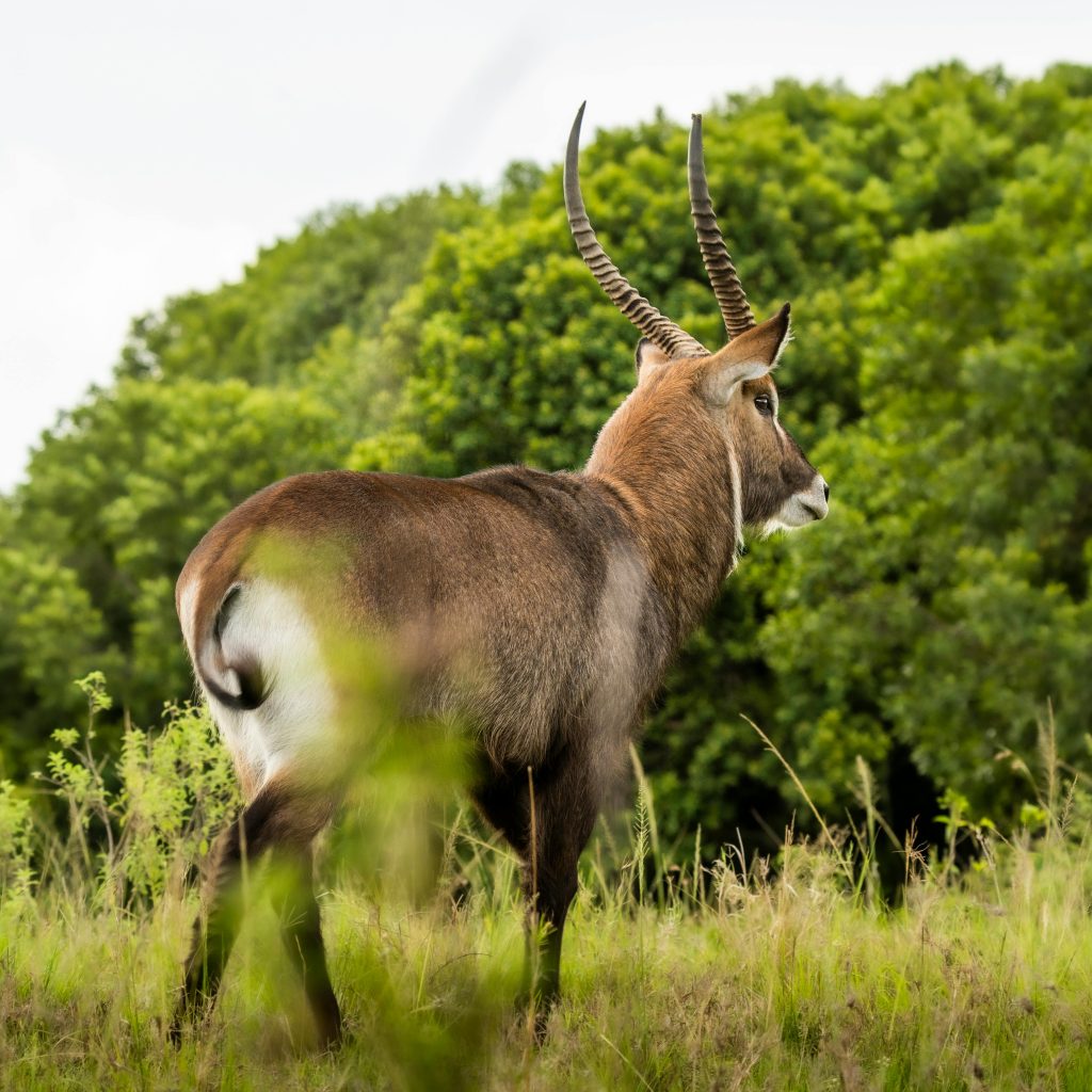 Samburu National Reserve