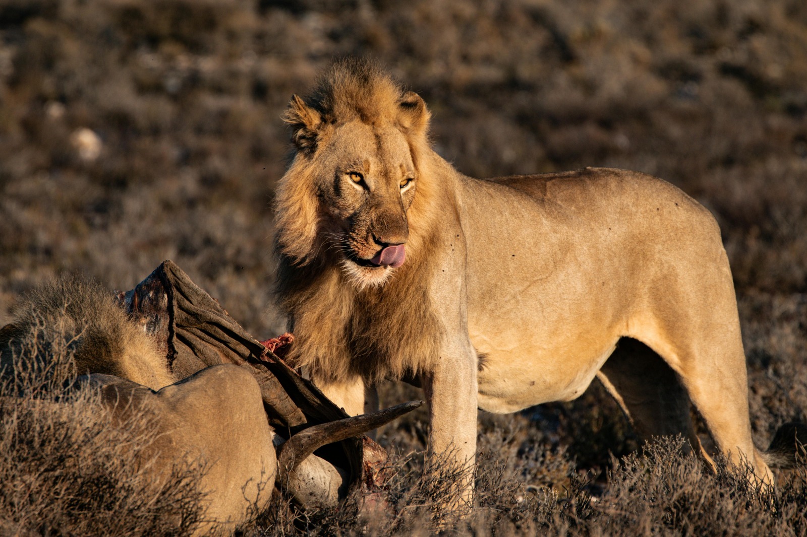 Classic Mara Migration