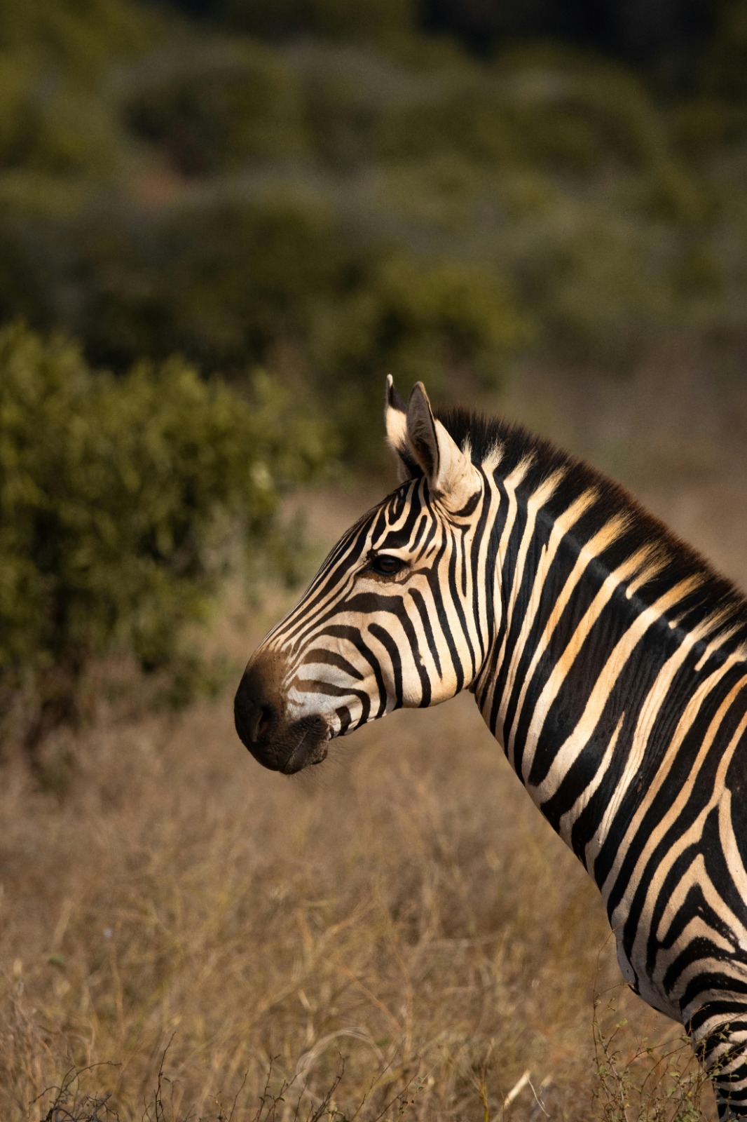 5 days Kenya Wilderness Safari