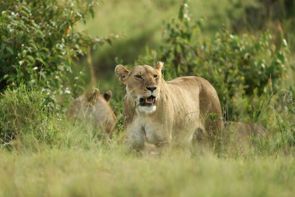 3 Days Maasai Mara with Accomodation