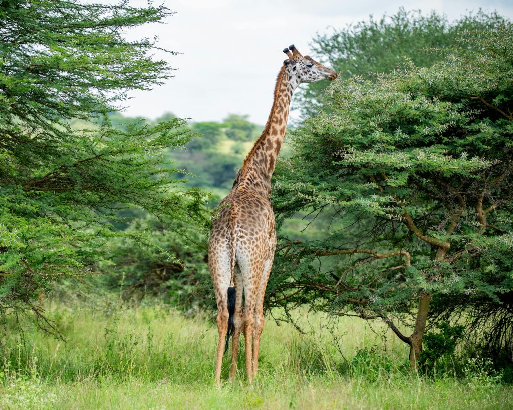 Nairobi National Park