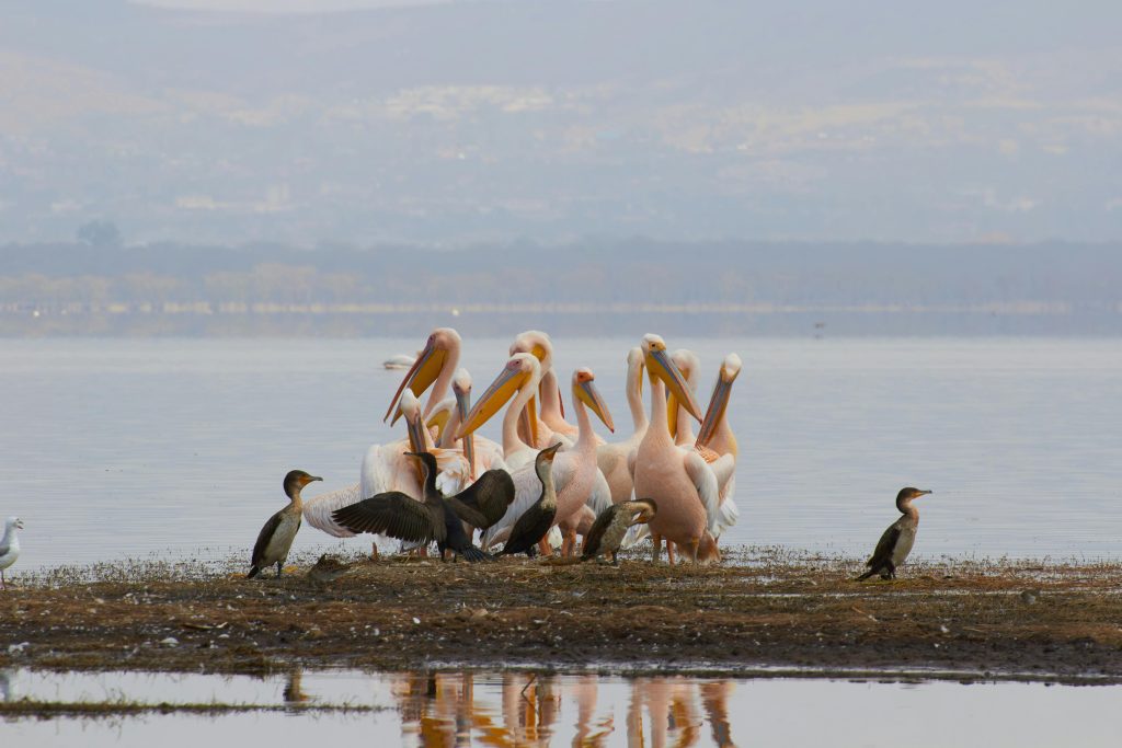 Lake Nakuru National Park