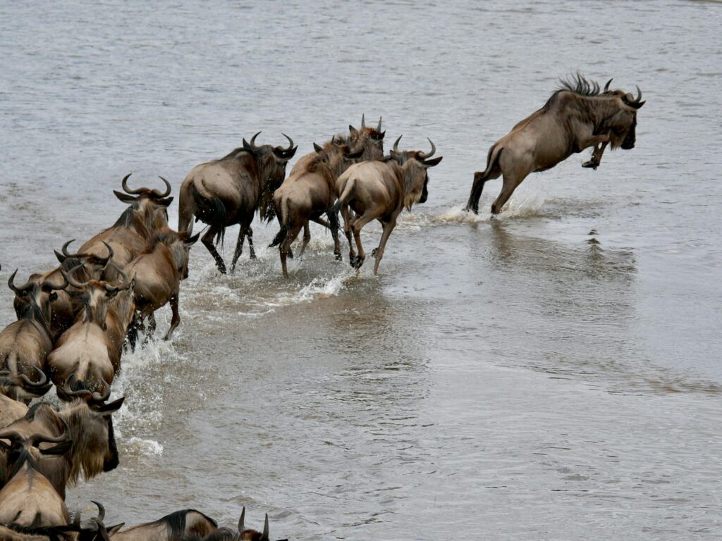 3 Days Maasai Mara 4 x 4 Al inclusive