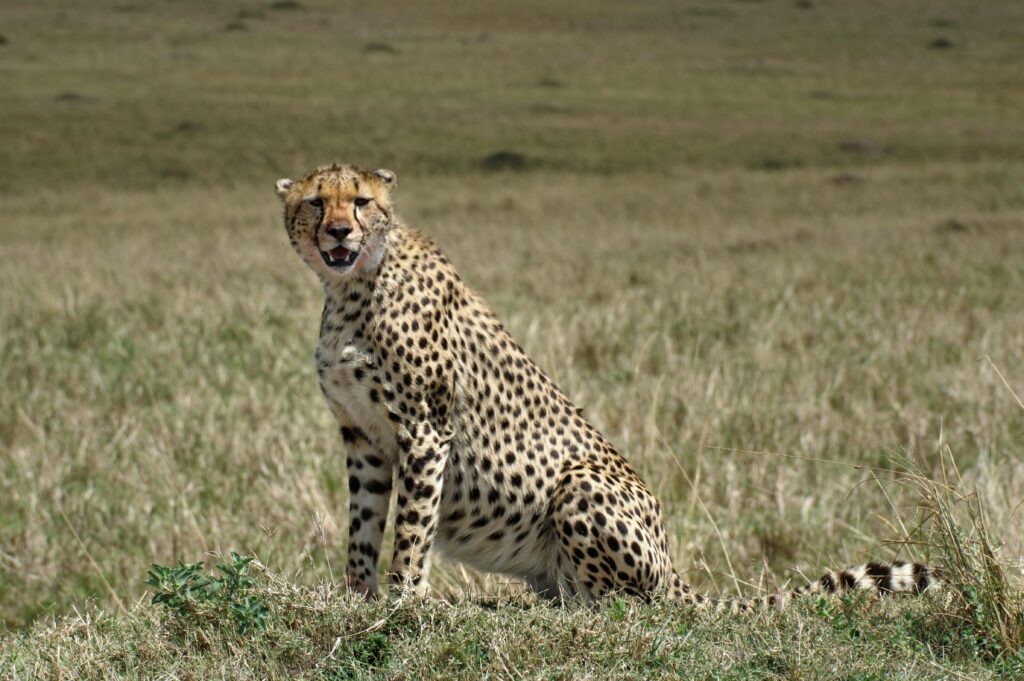 3 Days Budget Masai Mara Group Joining