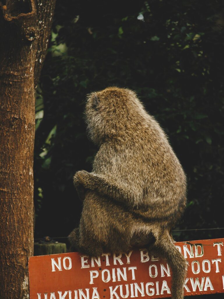 Nairobi: National Park, Elephants & Giraffe Center