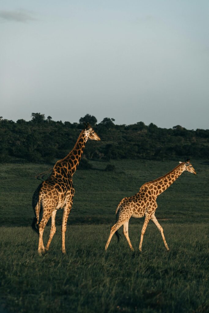 5 Day Private Safari Itinerary: Maasai Mara & Lake Nakuru